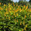 35 CANDLE BUSH Cassia Alata Senna Emperor's Candletree Empress Candlebush Candelabra Golden Ringworm Shrub Yellow Orange Flower Seeds