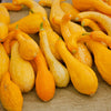 50 YELLOW CROOKNECK SQUASH Summer Cucurbita Pepo Crooked Neck Vegetable Seeds
