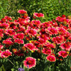 50 BURGUNDY GAILLARDIA Red Indian Blanket Flower Seeds
