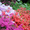 25 MIXED COLORS AZALEA Rhododendron spp. Red, Pink, Purple, White Flower Shade Bush Shrub Seeds