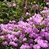 50 PINK ROYAL AZALEA Rhododendron Schlippenbachii Bush Shrub Flower Seeds