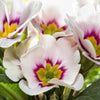 50 MIXED ENGLISH PRIMROSE Primula Vulgaris Acaulis Shade Houseplant Flower Seeds