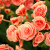 10 SALMON DOUBLE BEGONIA Tuberosa Tuberous Begonia Pink Shade Flower Seeds