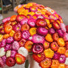 Tall Double Mixed Colors Strawflower Helichrysum Monstrosum Flower Seeds