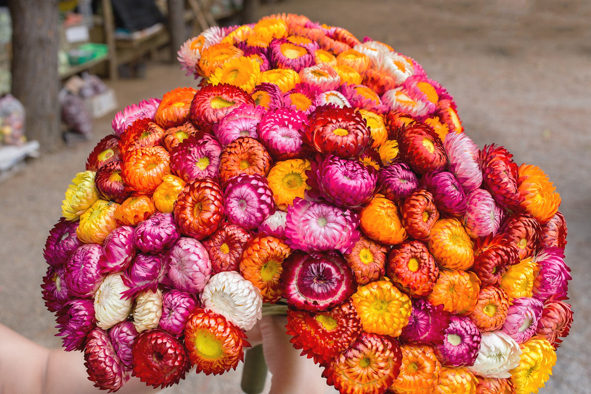 Tall Double Mixed Colors Strawflower Helichrysum Monstrosum Flower Seeds