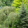 50 SILVER WEEPING BIRCH Tree White European Betula Pendula Alba Seeds