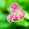 250 TIGER MONKEY Mixed Colors Mimulus Tigrinus Flower Seeds