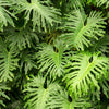 15 Lacy TREE PHILODENDRON Split Leaf Cut-leaf Selloum House Plant Seeds