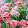 10 MIXED DOUBLE BEGONIA Tuberosa Tuberous Begonia Red Pink White Yellow Orange Shade Flower Seeds