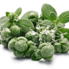 2000 SWEET MARJORAM Origanum Majorana Herb Flower Seeds