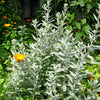 200 PRAIRIE SAGE (Wormwood / Fringed Sagebrush / Sagewort) Artemisia Ludoviciana Flower Seeds