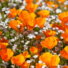 1000 ORANGE CALIFORNIA POPPY Eschscholzia Californica Flower Seeds