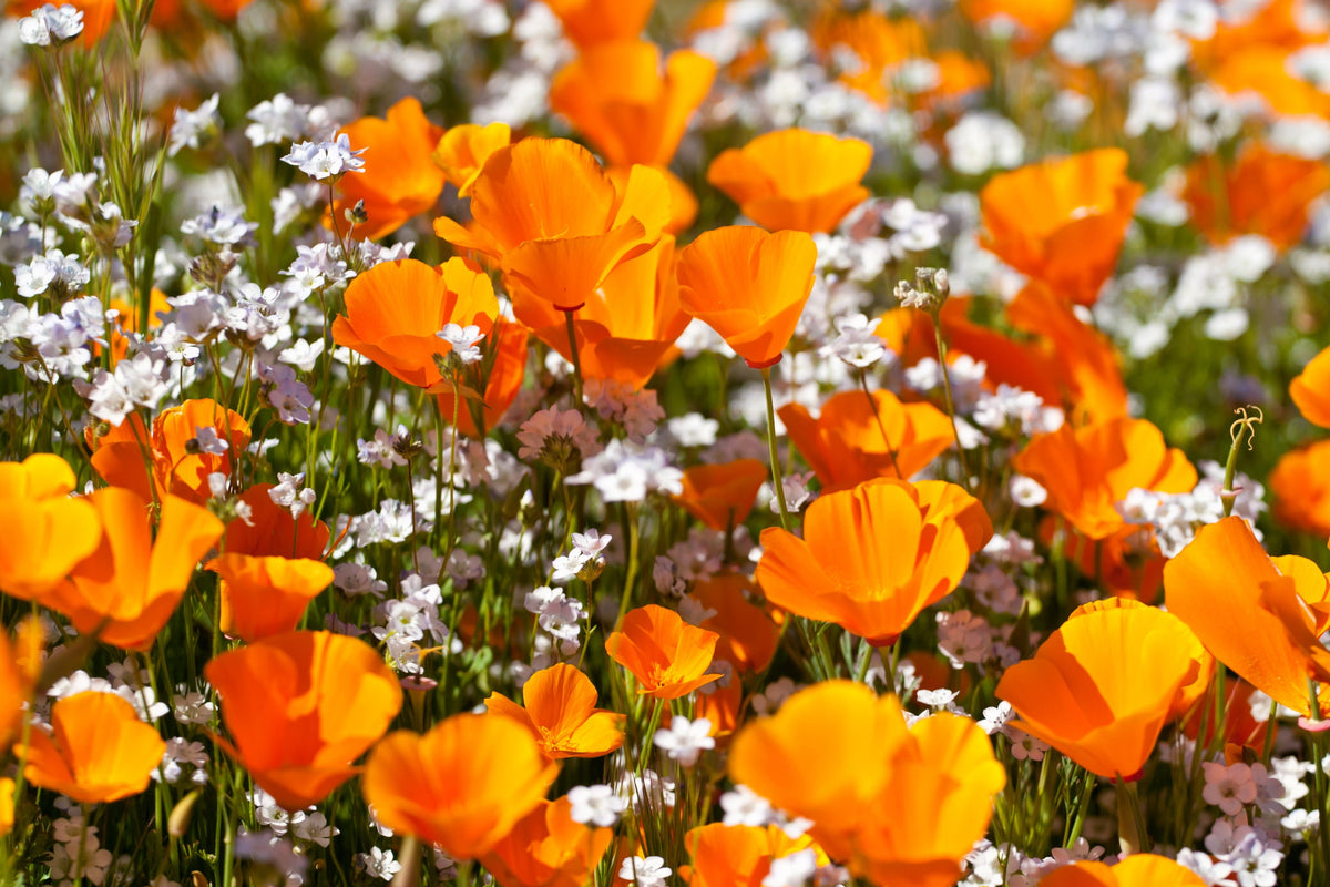 Mixed Colors California Poppy (Ballerina / Mission Bells) Eschscholzia Californica Flower Seeds – photo 14