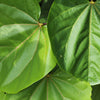 40 GIANT REDBUD TREE Cercis Gigantea Pink Purple Flower Seeds