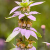 100 SPOTTED BEE BALM Monarda Punctata Flower Herb Horesemint Dotted Mint Seeds