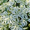 20 SNOW On THE MOUNTAIN Euphorbia Marginata Variegated Groundcover Sun or Shade Flower Seeds