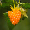 20 SALMONBERRY RUSSIAN RASPBERRY Rubus Spectabilis Fruit Seeds Purple Flowers