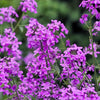 1500 DAMES ROCKET (Danask Violet) Hesperis Matronalis Dame's Purple Flower Seeds