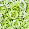 5 GREEN ROSE Rosa Bush Shrub Perennial Flower Seeds