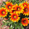 30 Mixed Colors GAZANIA Rigens Treasure Flower Seeds