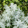 200 PRAIRIE SAGE (Wormwood / Fringed Sagebrush / Sagewort) Artemisia Ludoviciana Flower Seeds