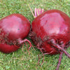 Piatta D'egitto Beet Seeds' – Italian Heirloom Beta Vulgaris Cicla Vegetable – photo 5