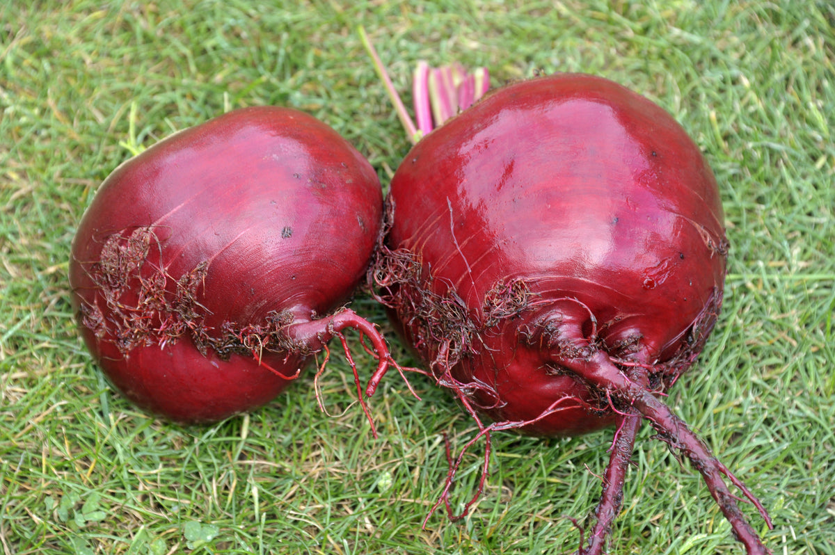 Piatta D'egitto Beet Seeds' – Italian Heirloom Beta Vulgaris Cicla Vegetable – photo 5