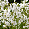 50 WHITE Polemonium Caeruleum JACOB'S LADDER Flower Seeds