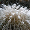 25 DWARF FOUNTAIN GRASS Pennisetum Alopecuroides Hardy Ornamental White Plume Seeds