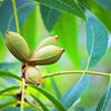 5 HARDY PECAN Tree Carya Illinoinensis King Nut Native Fruit Tree Seeds