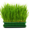 500 Organic CAT GRASS WHEAT Grass Pet Grass Wheatgrass Catgrass Triticum Aestivum Seeds
