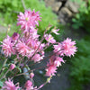 100 TALL DOUBLE COLUMBINE Aquilegia Vulgaris Mixed Colors Red, Pink, Purple, & White Flower Seeds