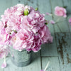 50 La France PINK CARNATION Dianthus Caryophyllus Chabaud Flower Seeds