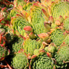 50 MOUNTAIN HOUSELEEK Hens & Chicks Sempervivum Montanum Green Red / Pink Flower Houseplant Seeds
