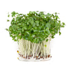 1000 EARLY Fall RAPINI BROCCOLI (Broccoli Raab / Broccoli Rabe / Brocoletti / Cima di Rapa) Brassica Ruvo Vegetable Seeds