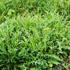 2000 ARUGULA Eruca Vesicaria Sativa Greens Vegetable Seeds