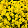1000 GOLDEN TUFT ALYSSUM Basket of Gold Aurinia Saxatilis Yellow Flower Seeds