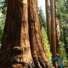 40 GIANT SEQUOIA Sequoiadendron Giganteum Sierra Redwood Tree Seeds
