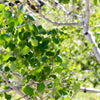 50 Golden QUAKING ASPEN TREE Populus Tremuloides White Bark Yellow Fall Cold Hardy Seeds