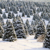 Grow Your Own CHRISTMAS TREE COLLECTION - 4 Gift Packets of Tree Seeds - Fraser Fir, Balsam Fir, Douglas Fir, & Blue Spruce + Free Gift Bag