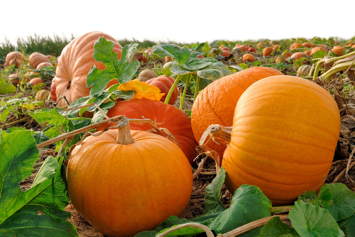 Connecticut Field Pumpkin Seeds – BigTom Orange Yankee Cucurbita Pepo Vegetable