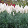 200 WHITE PAMPAS GRASS Cortaderia Selloana Ornamental Flower Seeds