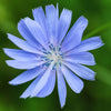 1000 CHICORY (Blue Daisy / Blue Sailors / Coffeeweed / Succory) Chicorium Cicorium Intybus Flower Herb Seeds