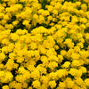 1000 GOLDEN TUFT ALYSSUM Basket of Gold Aurinia Saxatilis Yellow Flower Seeds
