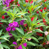 Impatiens Seeds – (Balsam / Lady Slipper / Touch Me Not) Impatiens Balsamina Flower