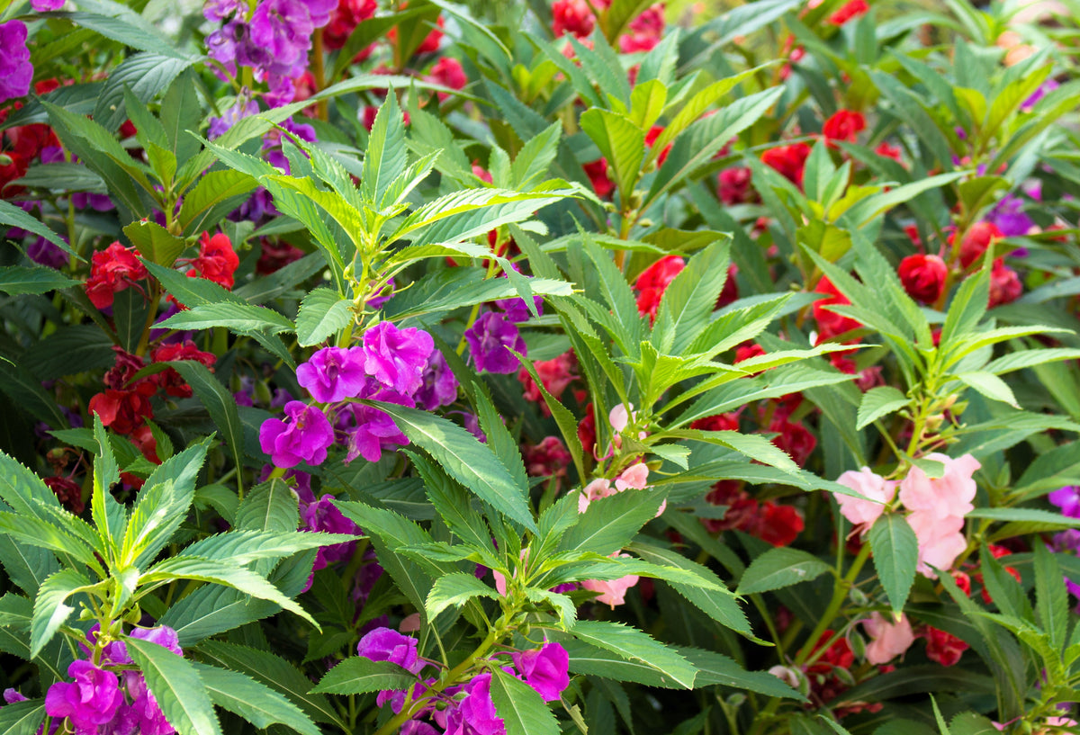 Impatiens Seeds – (Balsam / Lady Slipper / Touch Me Not) Impatiens Balsamina Flower