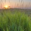 300 Ornamental BIG BLUESTEM GRASS Beardgrass Andropogon Gerardii Seeds