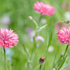 750 Pink BACHELOR'S BUTTON / CORNFLOWER Centaurea Cyanus Flower Seeds