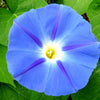 75 Blue STAR MORNING GLORY Ipomoea Tricolor Flower Vine Seeds