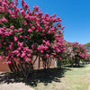 35 Dark PINK CREPE MYRTLE Lagerstroemia Indica Flowering Shrub Bush Small Tree Seeds